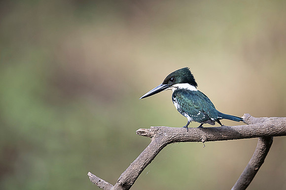 Green Kingfisher