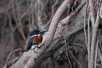 Green Kingfisher