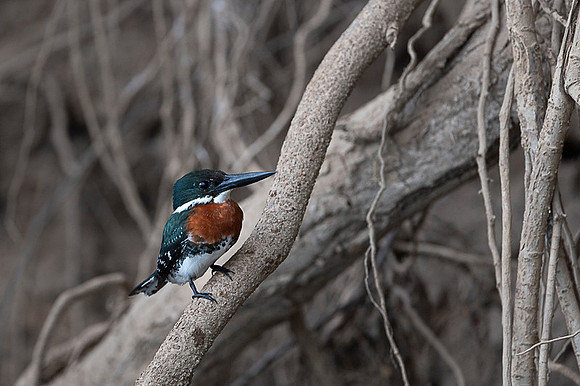 Green Kingfisher