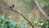 Green Kingfisher