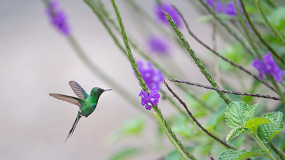 Green Thorntail
