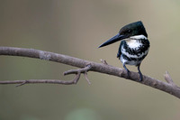 Green Kingfisher