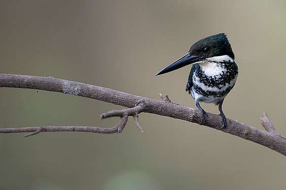 Green Kingfisher