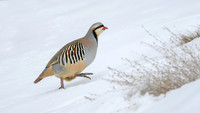 Chukar partridge