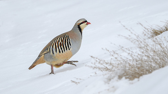 Chukar partridge