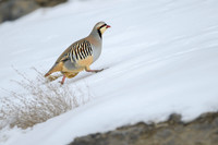 Chukar partridge