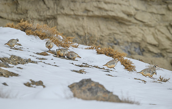Chukar partridge