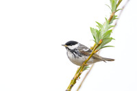 Blackpoll Warbler