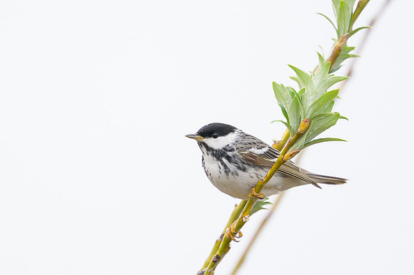 Blackpoll Warbler