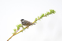 Blackpoll Warbler