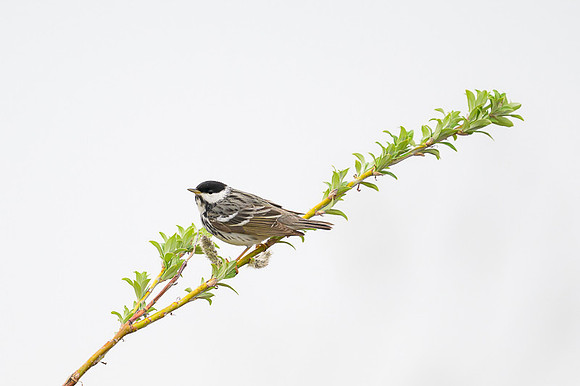 Blackpoll Warbler