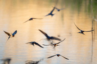 Barn Swallow / Dymówka