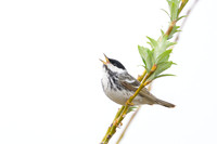 Blackpoll Warbler