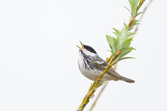 Blackpoll Warbler