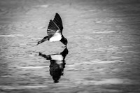 Barn Swallow / Dymówka