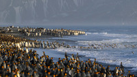 King Penguin