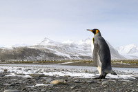 King Penguin