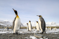 King Penguin