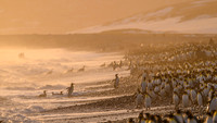 King Penguin