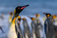 King Penguin