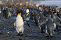 King Penguin