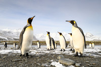 King Penguin