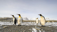 King Penguin