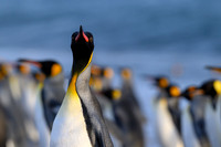 King Penguin