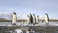 King Penguin