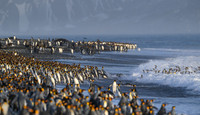 King Penguin