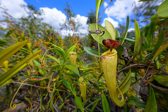 Pitcher Plants