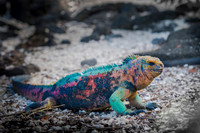 Marine iguana