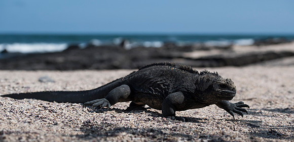 Marine iguana
