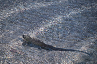 Marine iguana