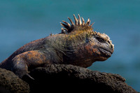 Marine iguana