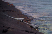Marine iguana