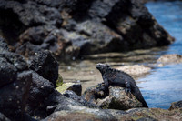Marine iguana