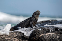 Marine iguana