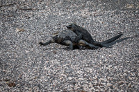 Marine iguana
