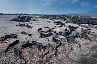 Marine iguana