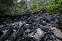 Marine iguana