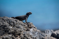 Marine iguana