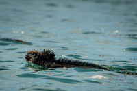 Marine iguana