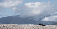Marine iguana