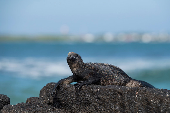 Marine iguana