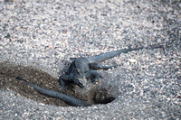 Marine iguana