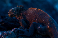 Marine iguana