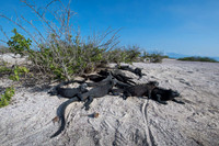 Marine iguana
