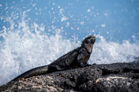 Marine iguana