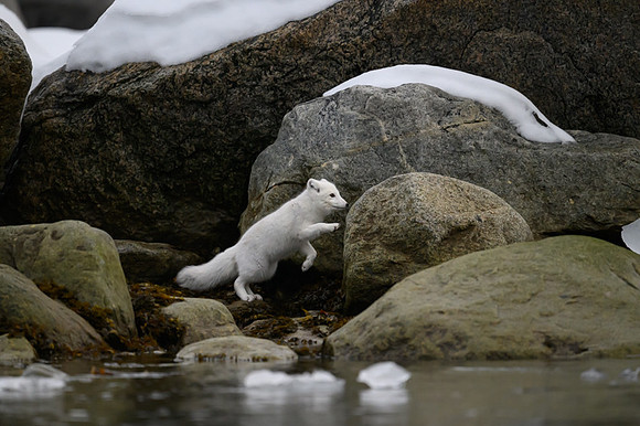 Arctic fox White